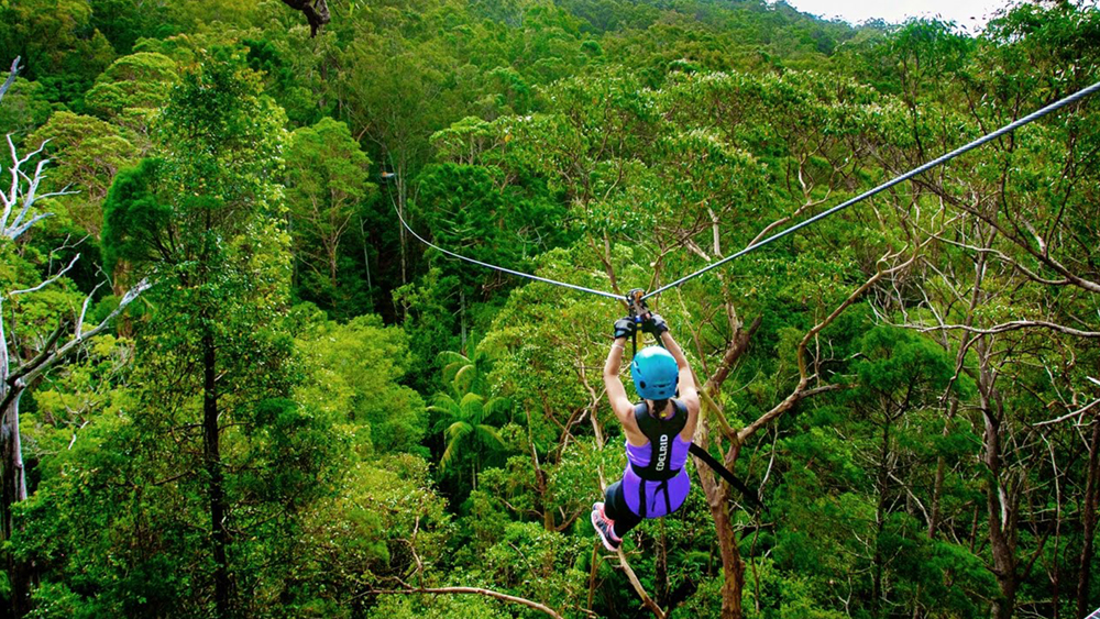 the-island-tree-top